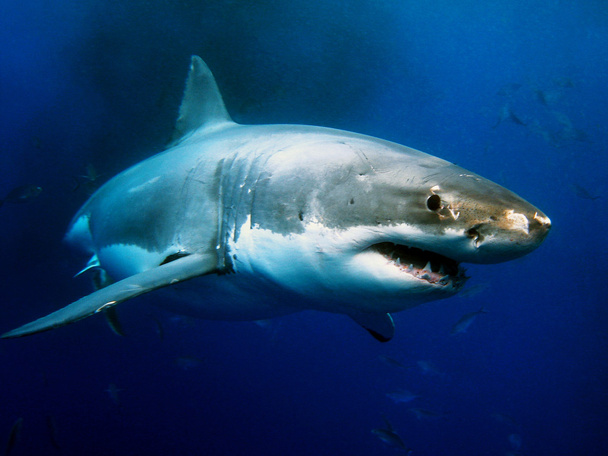 Büyük beyaz köpekbalığı - Fotoğraf, Görsel