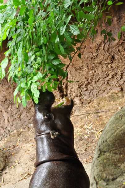 Hipopótamo comiendo hoja
 - Foto, Imagen
