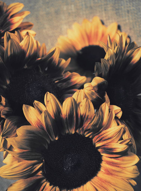 Bouquet de tournesols avec filtre vintage appliqué
  - Photo, image
