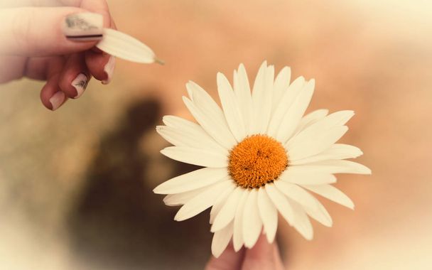 Camomile or daisy flower in female hand. Fortune telling on a camomile - Foto, imagen
