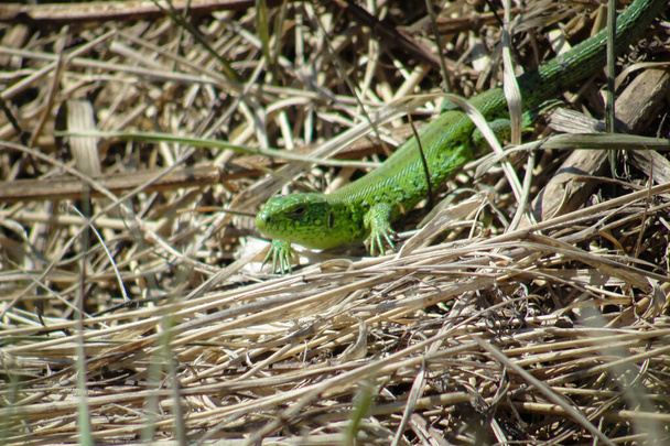 Green lizard on grass in forest in Siberia - Photo, Image
