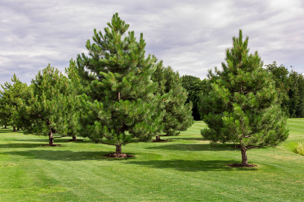 green meadow with a lawn and evergreen pine trees growing in a well-kept park, lush trees with needles. - Fotoğraf, Görsel