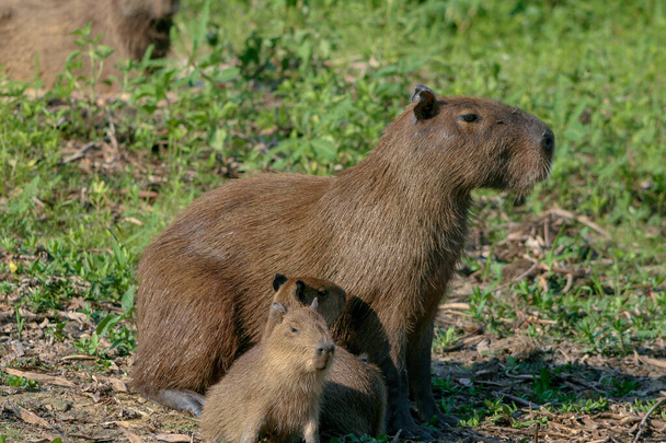 Capybaras, Hydrochoerus hydrochaeris, v brazilské oblasti Pantanal - Fotografie, Obrázek
