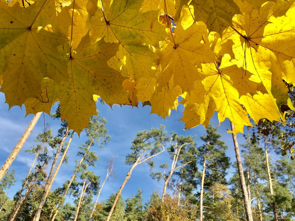 青空に背の高い秋の森の木々。晴れた日に針葉樹と落葉樹の枝。自然の中で黄金の秋. - 写真・画像