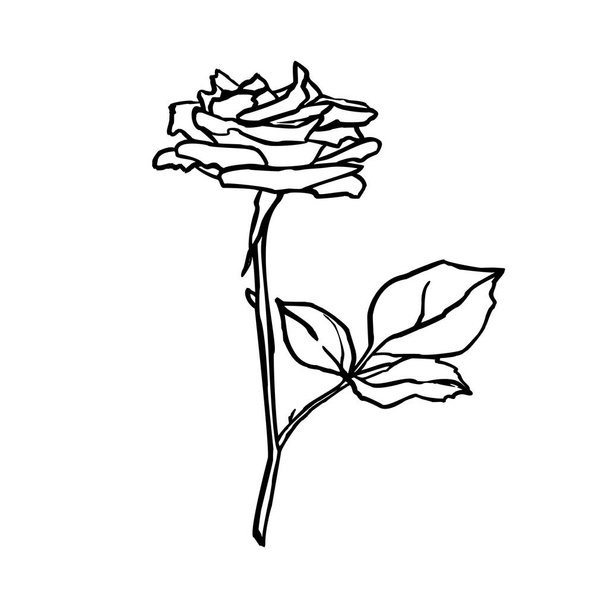 Рисунок линии цветов розы. Рисунок векторного контура в модном стиле минимализма
. - Вектор,изображение