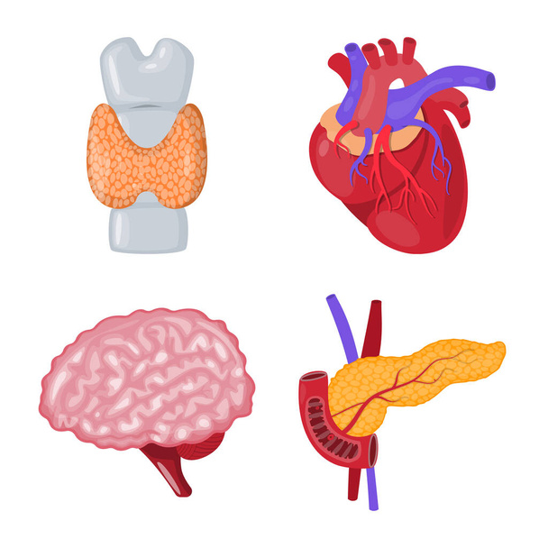 Vector illustration of anatomy and organ logo. Collection of anatomy and medical stock symbol for web. - Vector, imagen