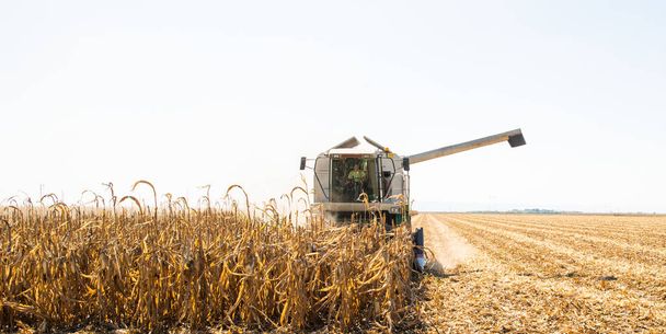 Combine colheitadeira trabalhando em um campo de milho
 - Foto, Imagem
