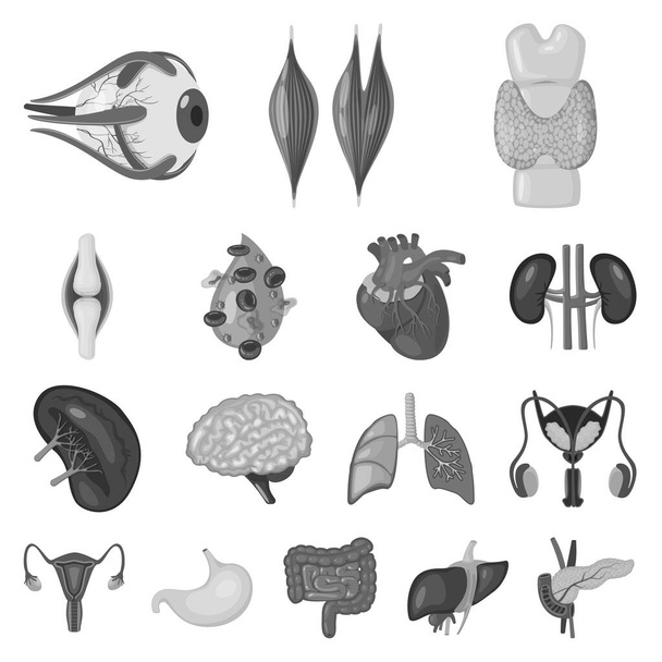 Vector illustration of internal and medical icon. Collection of internal and health vector icon for stock. - ベクター画像