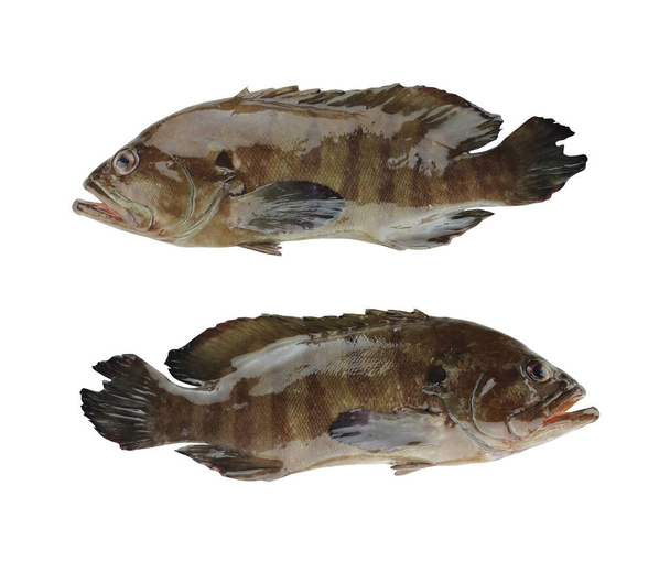 GREASY GROUPER or Coral Sea basses fish isolated on white. - Photo, Image