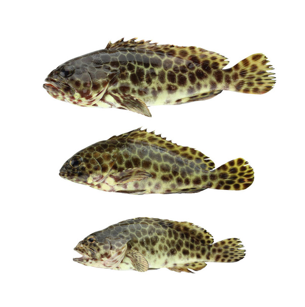 GREASY GROUPER or Coral Sea basses fish isolated on white. - Photo, Image