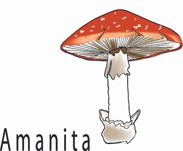 poisonous mushroom with red chapel in pua amanita - Vector, Image
