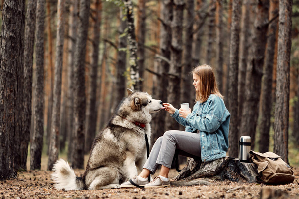 Young Girl with her Dog, Alaskan Malamute, Outdoor at Autumn. Domestic pet - Photo, Image