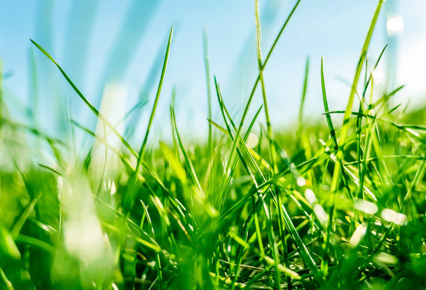 Fresh grass and sunny blue sky on a green field at sunrise, natu - Foto, immagini