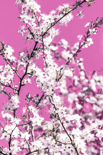 Arte abstracto floral sobre fondo rosa, flores de cerezo vintage i
 - Foto, imagen