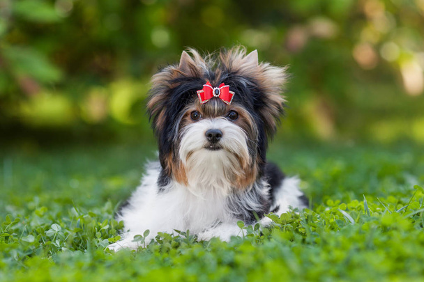dog puppy yorkshire terrier - 写真・画像