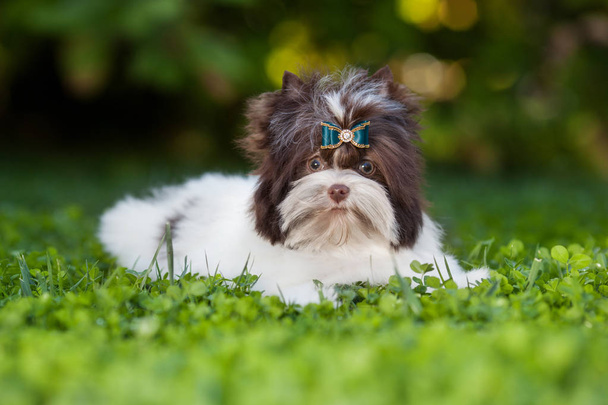 dog puppy yorkshire terrier - 写真・画像