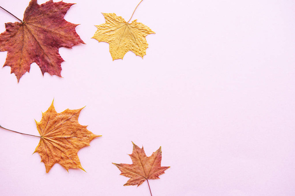 samenstelling van de herfst met bladeren - Foto, afbeelding