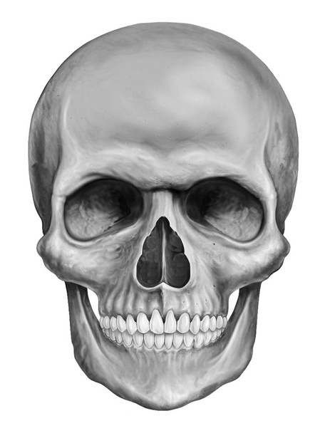 Ludzka czaszka ilustracja izolowana na białym tle - Zdjęcie, obraz