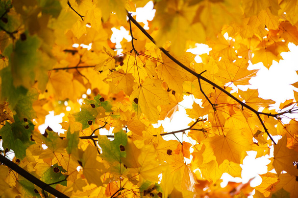 Niza amarillo naranja rojo hojas naturaleza fondo abstracto macro close up otoño
 - Foto, Imagen