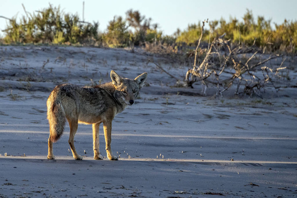 Kojootti hiekalla Bajassa Kaliforniassa
 - Valokuva, kuva