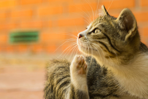 Tabby kitten paw scratches behind the ear. Fleas and ticks in domestic animals. - Photo, Image