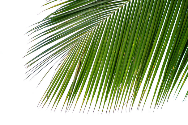 die Spitze des dunkelgrünen Kokosblattes - Foto, Bild