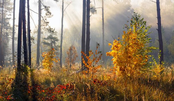 秋の森自然の中で素敵な朝の散歩。秋には不思議な色の木が描かれています。木漏れ日. - 写真・画像