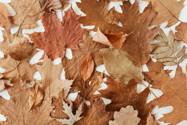 Herfst, herfstcompositie. Mooie achtergrond van bruine, oranje, beige gedroogde bladeren. Creatief herfstpatroon, ansichtkaart. Vlakke lay, bovenaanzicht. - Foto, afbeelding