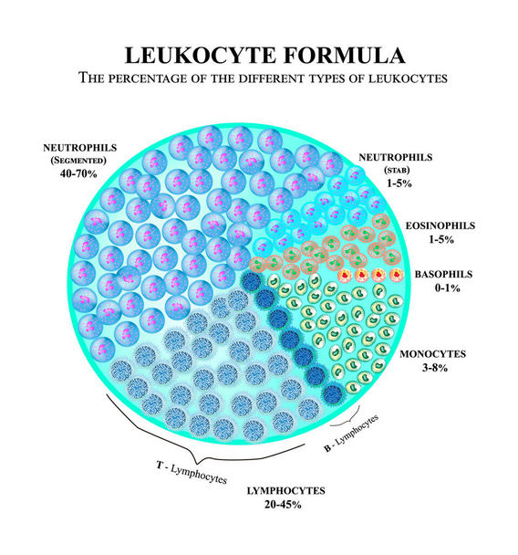 Porcentaje de diferentes tipos de glóbulos blancos. Fórmula de leucocitos. Neutrofilos, monocitos, linfocitos, eosinófilos, basófilos. Asesinos de células. Células ayudantes de inmunidad. Infografías. Vector
. - Vector, imagen