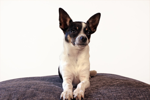 Chihuahua - Photo, image