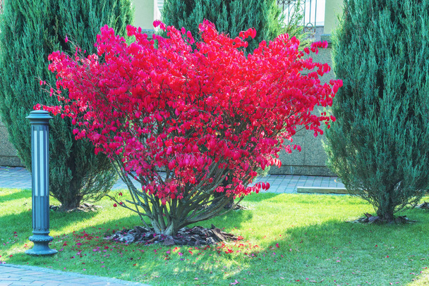 Um fragmento do parque de outono. Alado euonymus Compactus é um arbusto perene que impressiona com sua beleza. - Foto, Imagem