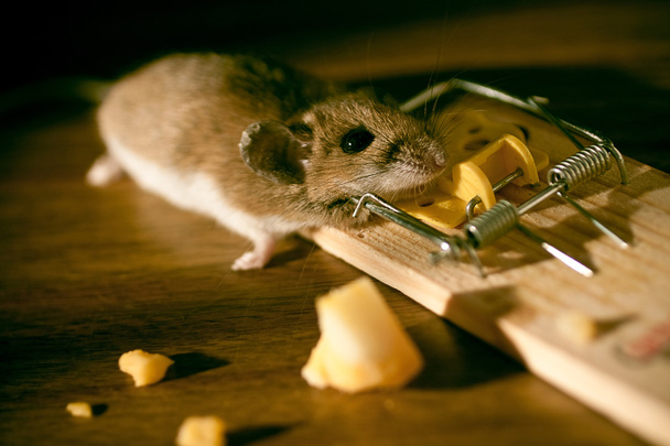 Dead mouse stock in a mousetrap on the floor - Photo, Image