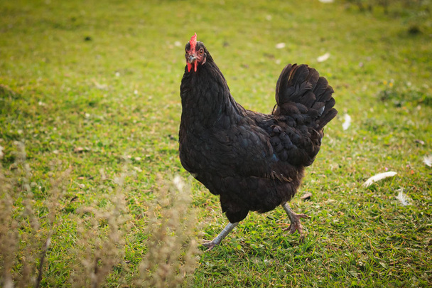 Moskauer schwarze Henne auf dem Bauernhof - Foto, Bild