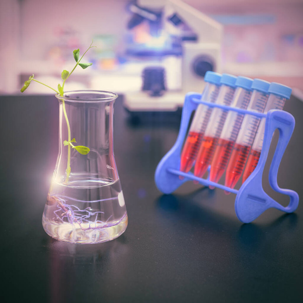 Plante expérimentale dans une fiole avec laboratoire scientifique hors foyer
 - Photo, image