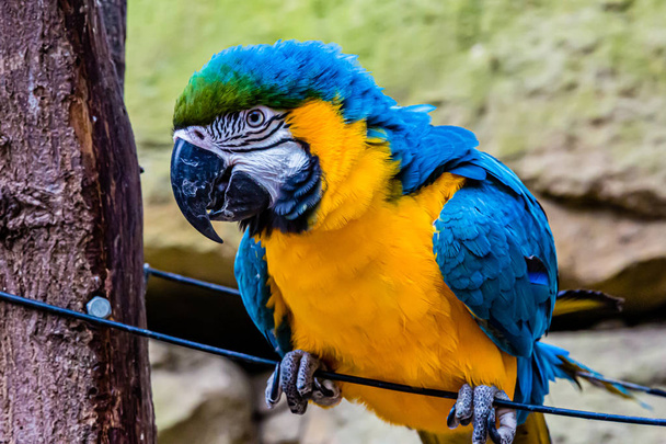 Попугай с жёлтым и синим оперением на проволоке
 - Фото, изображение