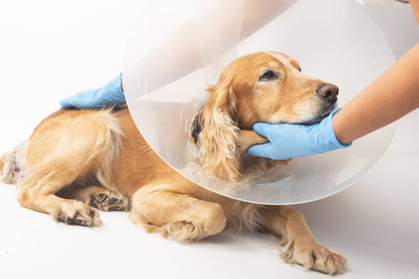 chirurgie om hernia 's te verwijderen bij honden, spaniels na de operatie - Foto, afbeelding
