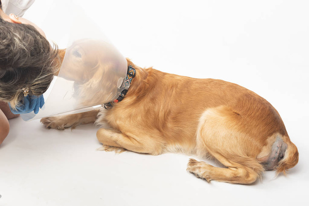 cirugía para extirpar hernias en perros, spaniels después de la cirugía
 - Foto, Imagen