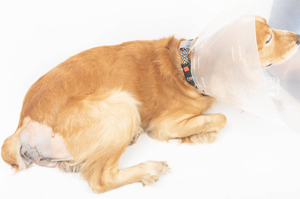 χειρουργική επέμβαση για την αφαίρεση κήλη σε σκύλους, σπανιέλ μετά από χειρουργική επέμβαση - Φωτογραφία, εικόνα