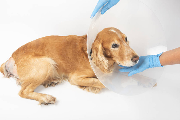 χειρουργική επέμβαση για την αφαίρεση κήλη σε σκύλους, σπανιέλ μετά από χειρουργική επέμβαση - Φωτογραφία, εικόνα