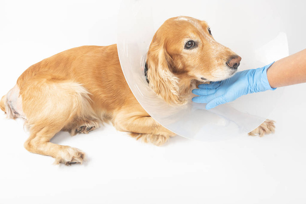műtét eltávolítására sérvek kutyák, spániel műtét után - Fotó, kép