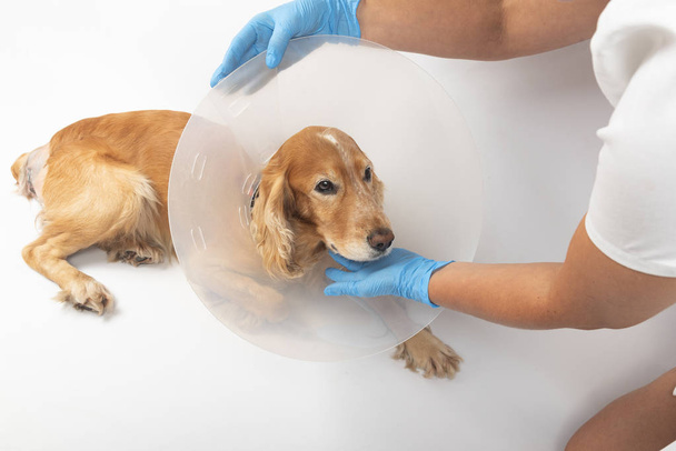 cirugía para extirpar hernias en perros, spaniels después de la cirugía
 - Foto, imagen