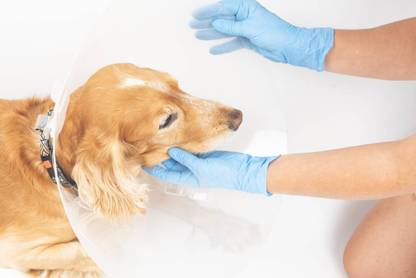 犬のヘルニアを切除する手術手術や手術後のパネル - 写真・画像