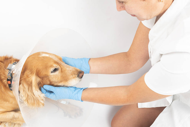 хірургічне втручання для видалення гриж у собак, спанієлів після операції
 - Фото, зображення