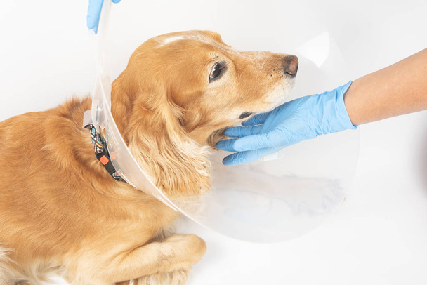 chirurgie pour éliminer les hernies chez les chiens, les épagneuls après la chirurgie
 - Photo, image