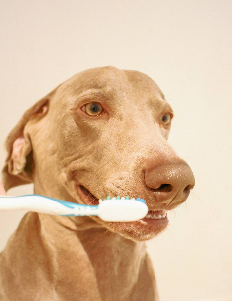 Weimaraner cane con sfondo spazzolino da denti
 - Foto, immagini