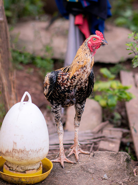 El pollo que los aldeanos se alimentan del pollo
 - Foto, Imagen