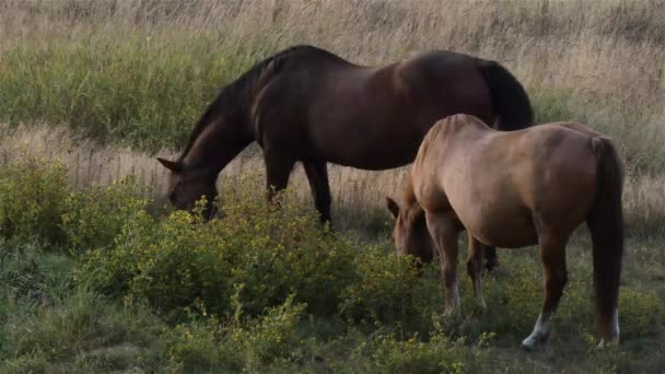un ranch rural au crépuscule avec divers chevaux itinérants
 - Séquence, vidéo