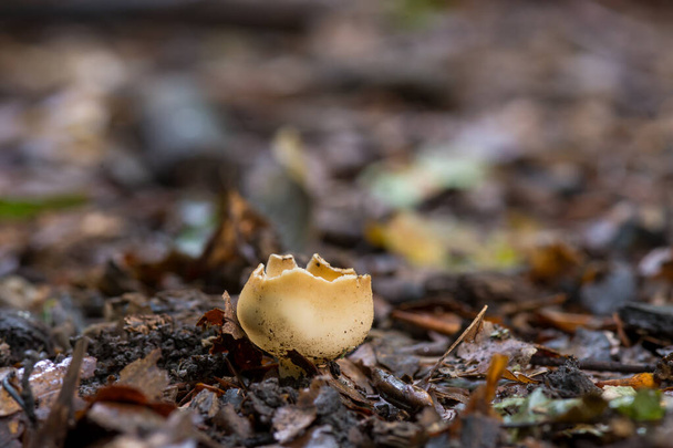 Zblízka pohled na houby - Tarzetta catinus - Fotografie, Obrázek