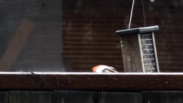 pájaro carpintero pelirrojo comiendo fuera del comedero en el patio con la cabeza mostrando
 - Metraje, vídeo