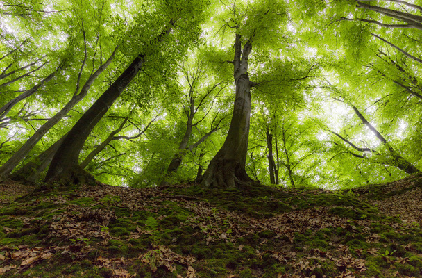 błyszczący lasu - Zdjęcie, obraz